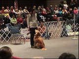 2007 AKC National Obedience Invitational Winner Utility