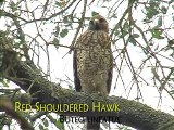 Red Shouldered Hawk Solo