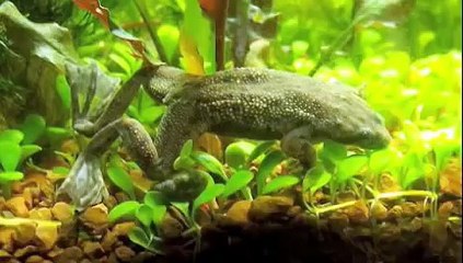 Loss of Biodiversity