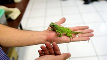 Descobertas novas espécies de lagartixas