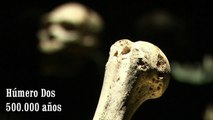 Los fósiles humanos de Atapuerca en el Museo de la Evolución de Burgos