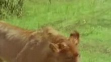 Les lions del Akagera