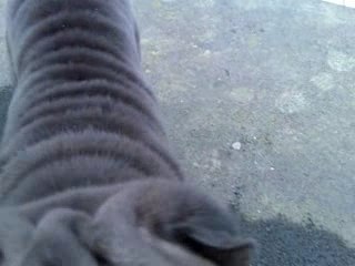 Ma chienne Un Shar peï