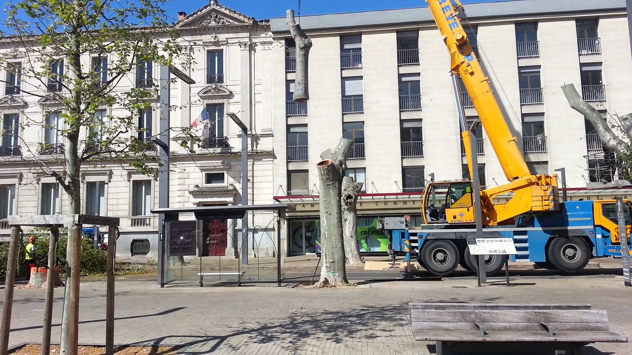 Abattage des platanes à Avignon cours Jean-Jaurès