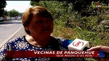 Controversia existió en la web por supuesto criadero de cocodrilos en Panquehue - CHV Noticias