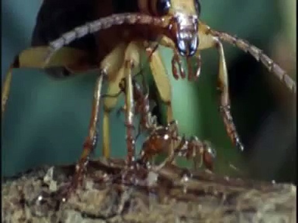Bombardier Beetle