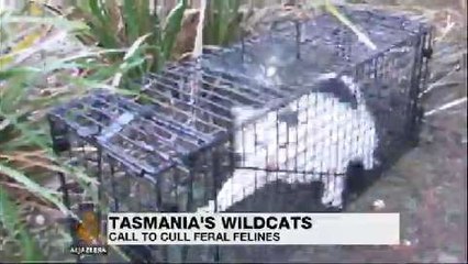 Feral cats prove a devil of a problem in Tasmania
