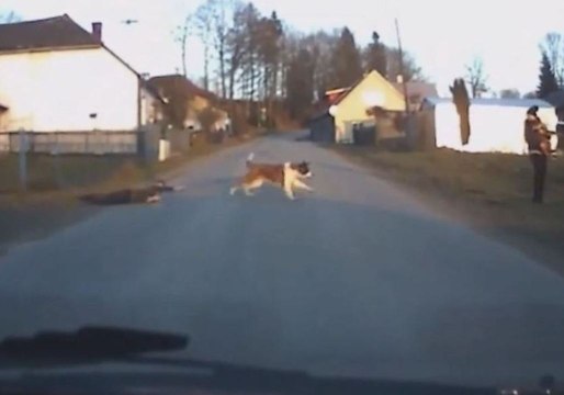 Driver Watches as St. Bernard Drags Boy by Leash