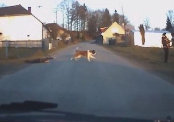 Driver Watches as St. Bernard Drags Boy by Leash