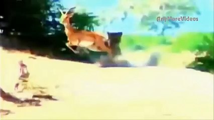 افضل و اجمل و اقوى لحظات الافتراس في عالم الحيوانات