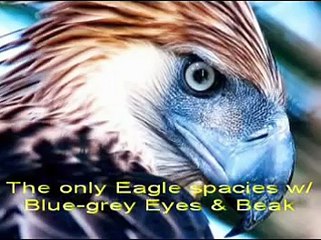 The Monkey-eating eagle, Great Philippine Eagle