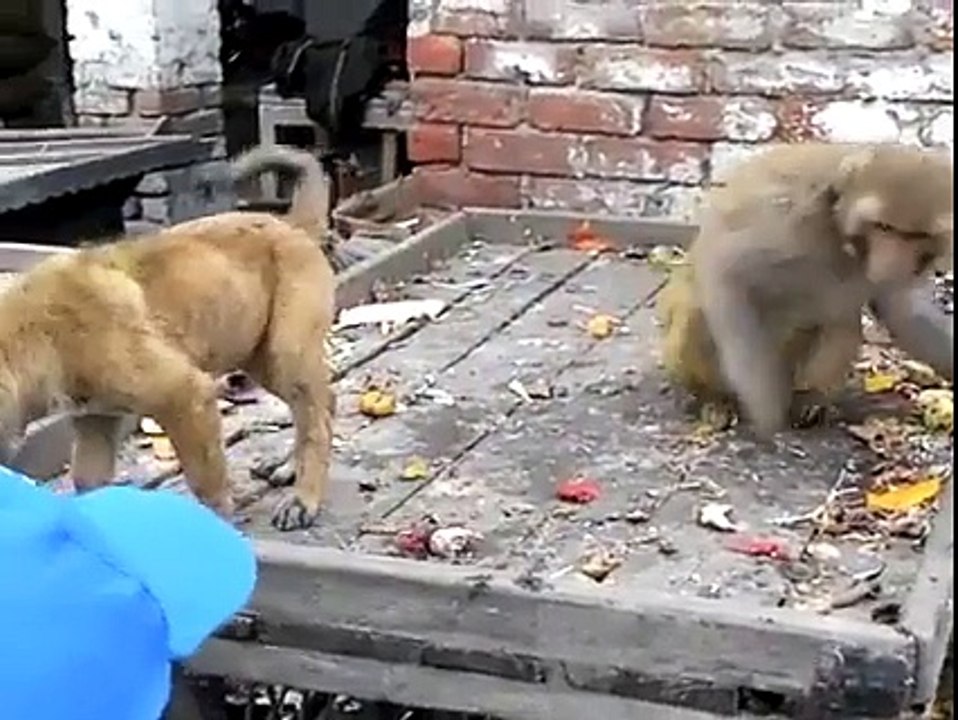 Monkey Vs Dog
