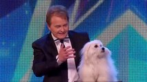 Britain's Got Talent's talking dog Miss Wendy