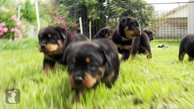 80 Seconds of Ridiculous Rottweiler Puppies