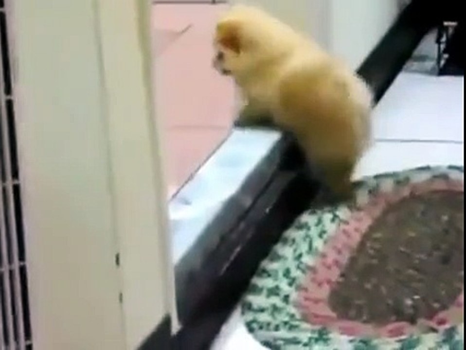 Chỉ tại chân ngắn