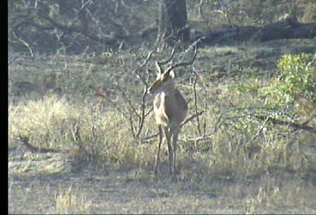 Impala and African Hawk Eagle