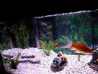 Nitrogen Cycle and Cloudy Aquarium Water Explained. What To Expect In A New Tank.