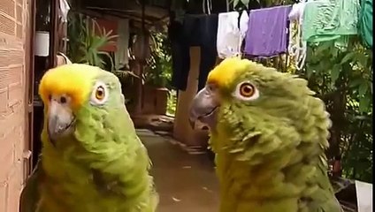 Funny Amazons singing and whistling / Смешные амазоны поют и свистят