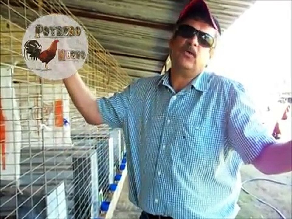 Gallos de Combate - Gallos de Pelea, Gallos de Combate, www.PotreroNuevo.MX