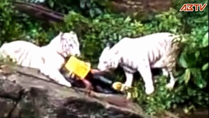 White Tiger Attack at Singapore Zoo(latest edited)