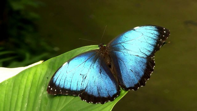 Peleides Blue Morpho (Morpho peleides) / Blauer Morphofalter oder Himmelsfalter Ƹ̵̡Ӝ̵̨̄Ʒ﻿
