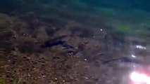 Huge pike eats baby duckling and mama duck tries to attack pike as people watch in horror!