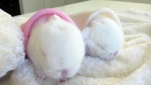 Cute baby bunnies... in bunny hideaways!