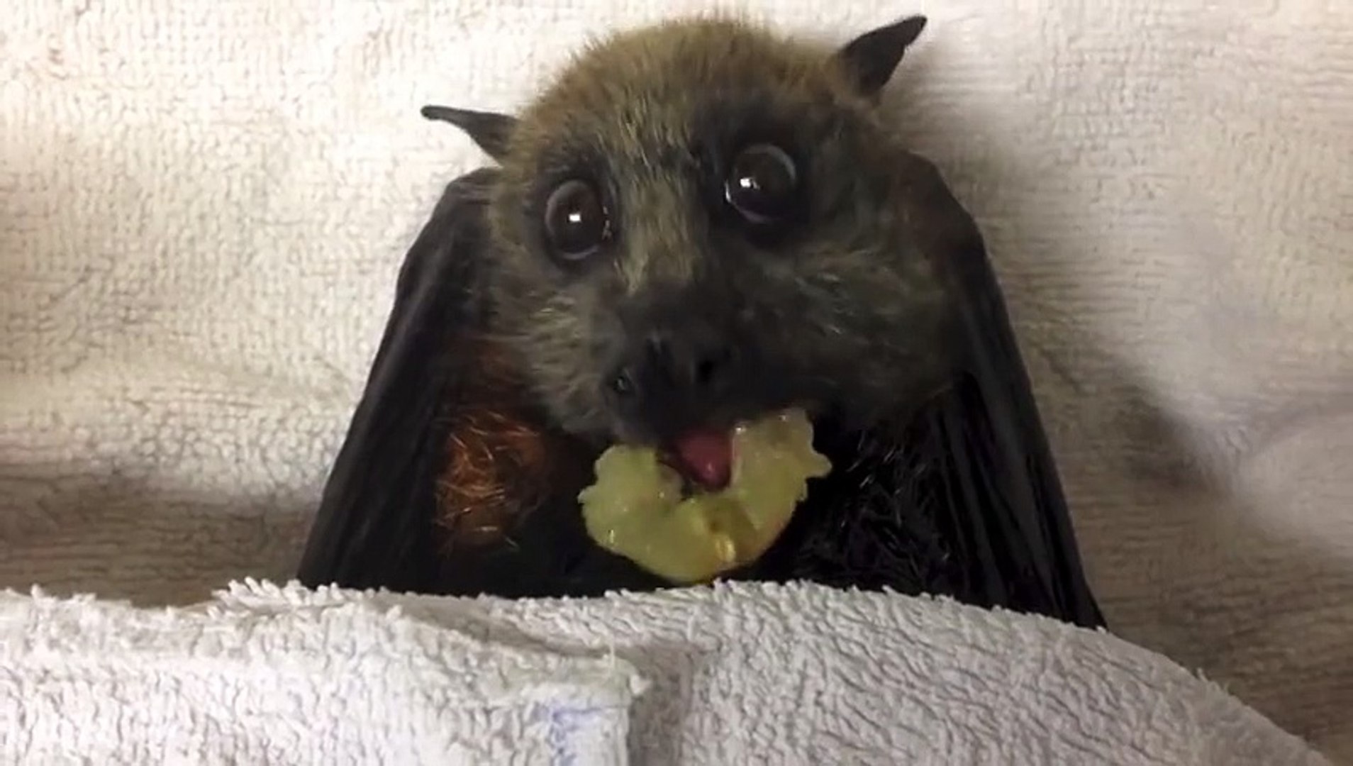 Cette Chauve Souris Qui Mange Du Raisin Ressemble A Un Personnage De Cartoon Trop Mignon Video Dailymotion