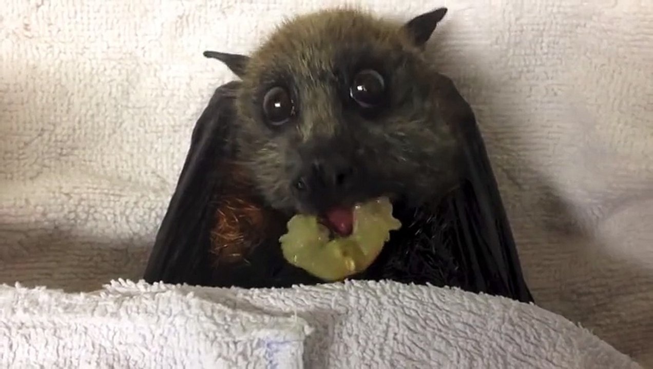 Cette chauve-souris qui mange du raisin ressemble à un personnage de cartoon... Trop mignon!