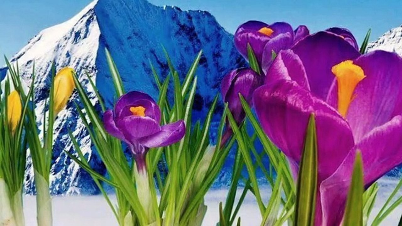 Bir Sevdadır Türküler - Mektebin Bacaları