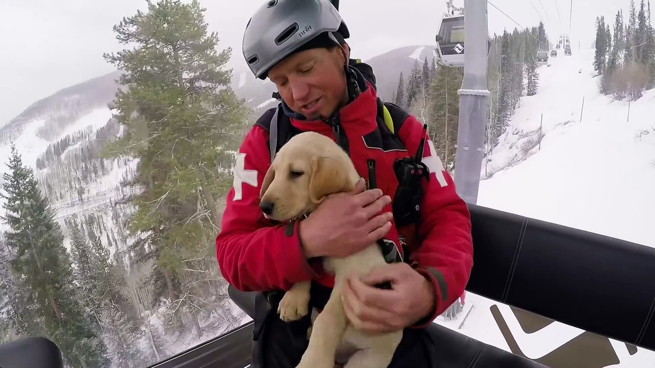 Ce bébé labrador est un Futur chien d'avalanche : trop mignon!