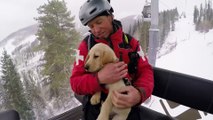 Labrador Puppy in training to be the new Vail's Patrol Dog