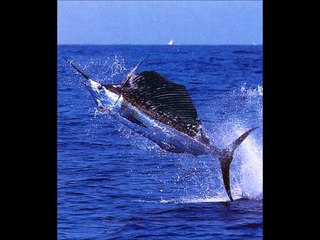 Top 10 animaux les plus rapides