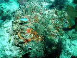Florida Keys Scuba Diving