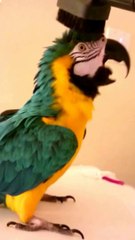 Un perroquet en kiff total sur l'aspirateur!