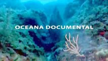 OCEANA: Documental. Especies Amenazadas