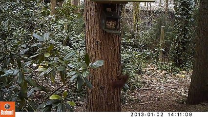 Eekhoorntjes Squirrels in the garden