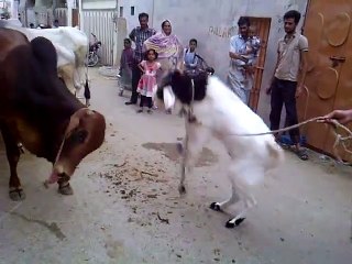 goat vs cow