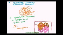 FSc Biology Book1, CH 2, LEC 11; Structure of Proteins - Part 2