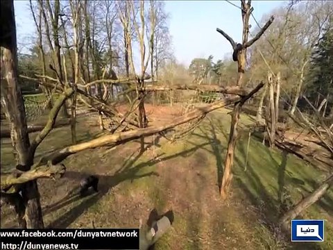 Dunya News - Chimpanzee knocks down a drone