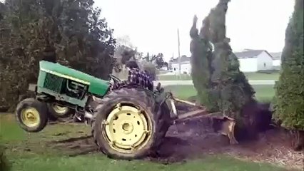 Arbre coriace vivant?