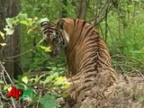 Raw Video: Putin Shoots Tiger With Tranquilizer