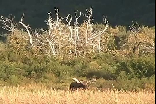 RECORD BULL MOOSE Encounters GRIZZLY, alaska trophy moose brown bears, versus, vs