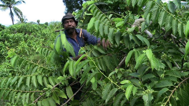 Les Comores, jardin du parfum le plus vendu au monde