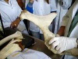 Anatomia Veterinaria - Bases oseas del miembro pelviano