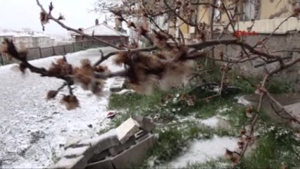 Yozgat'ta Zirai Dona Karşı Poşetli Çözüm