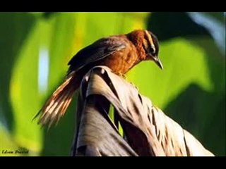 Leni Silva - Águas Passadas