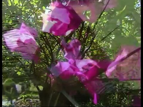 Aux Marquises avec Jacques Brel et Paul Gauguin