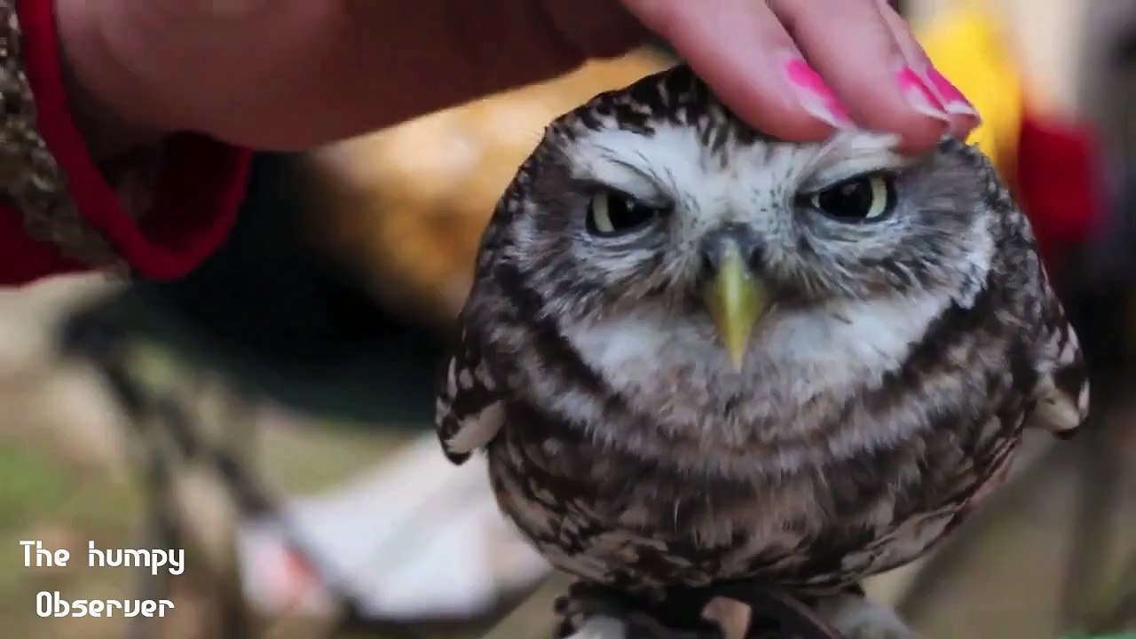 Prepare to have your heart melted. - Animals Australia