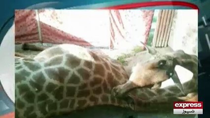 Lahore Zoo me Zarafa mout ka shikar